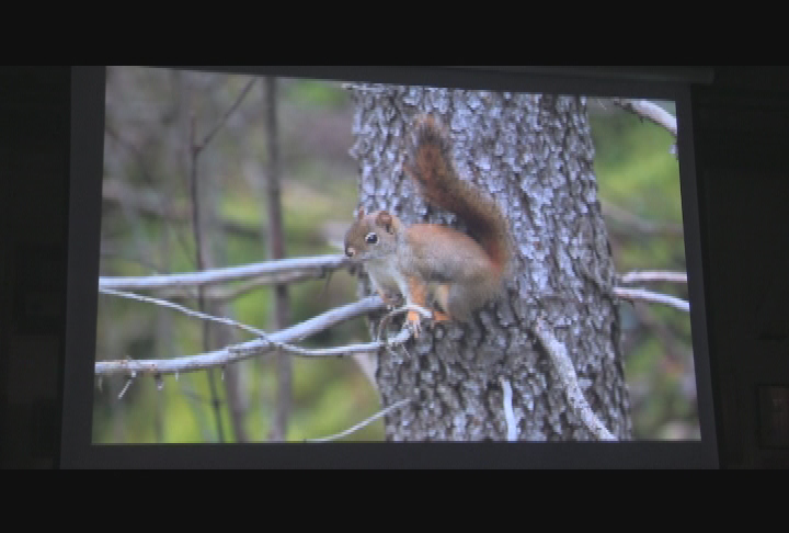 Wildlife of the White Mountains