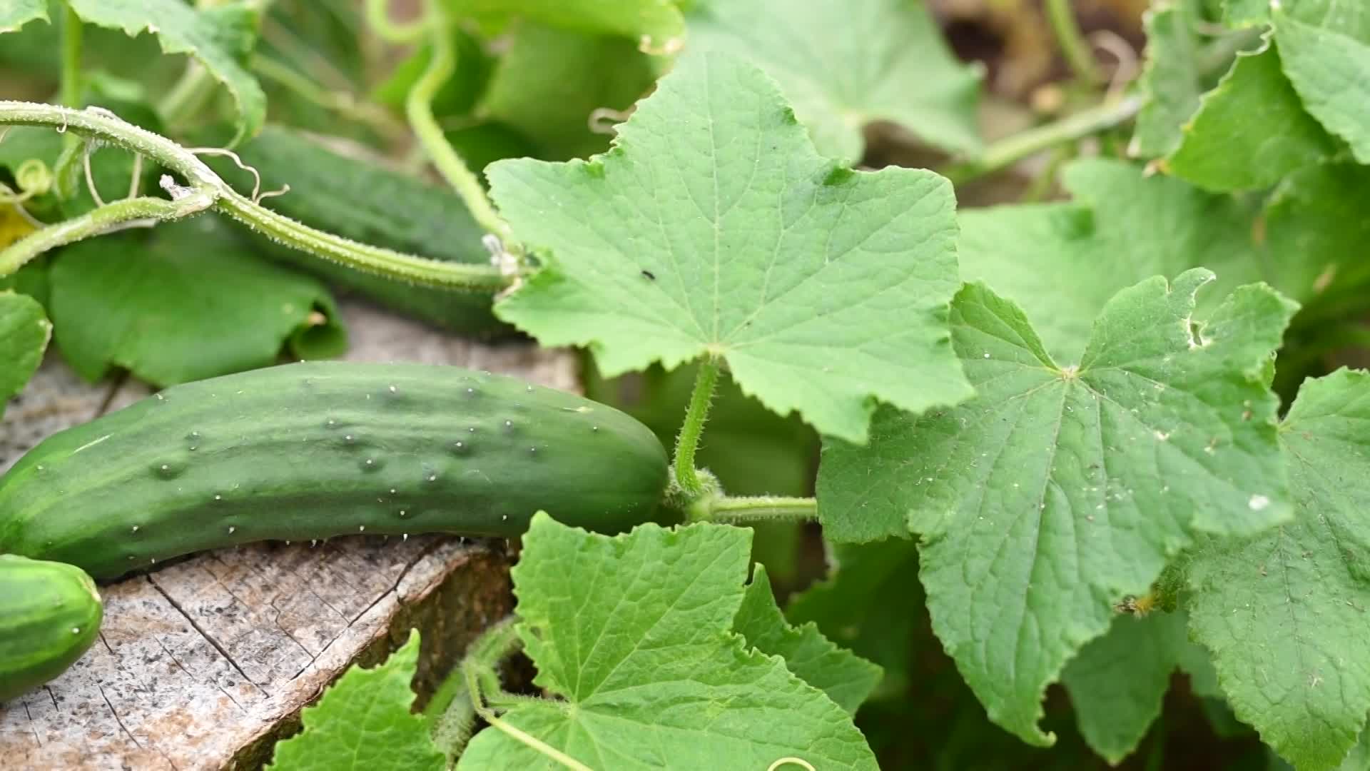 Container Gardening Tutorial with Librarian Dana Benner
