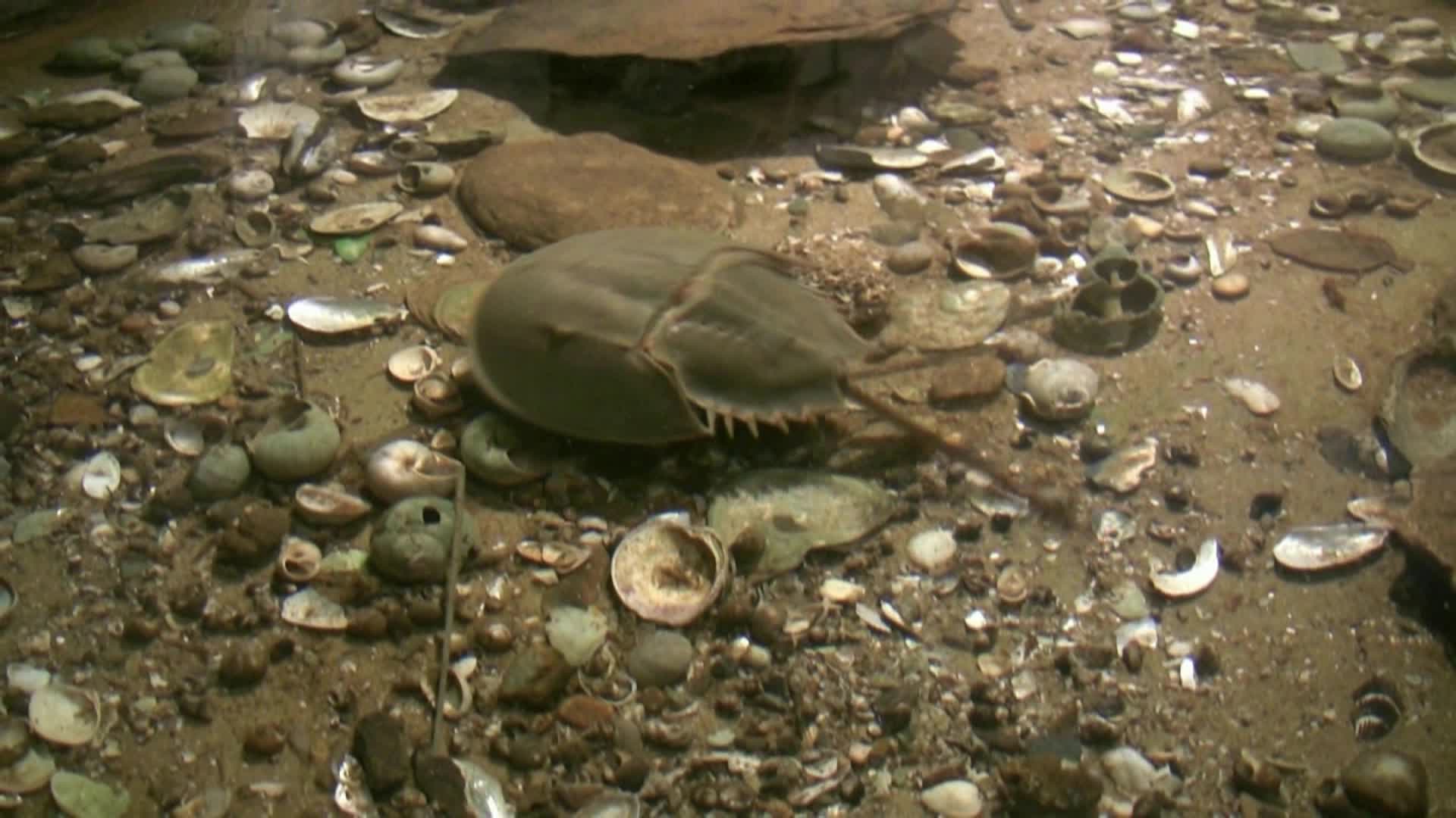 ECO-kids Cape Cod Meet Horseshoe Crabs