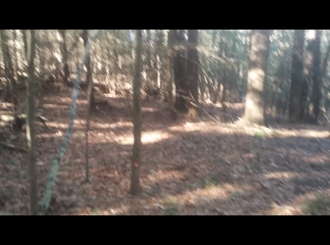Exeter Outdoors - The North American Porcupine