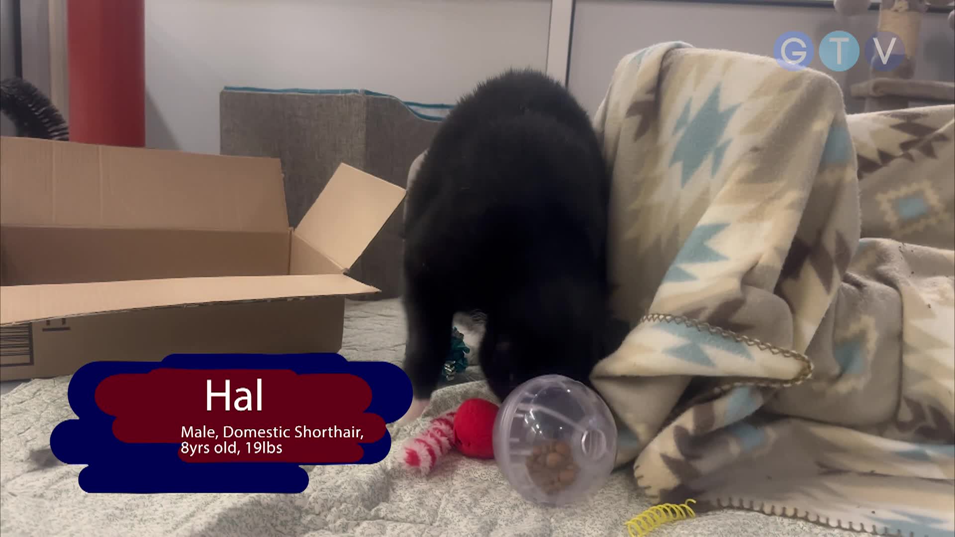 Fur-ever Homes - January 2025