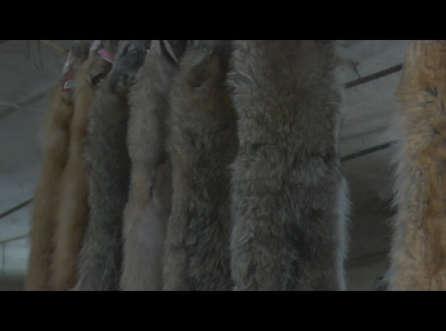 NH's WildSide Episode 5A18