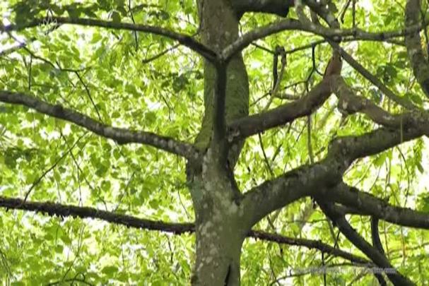 Thumbnail image for Discovering the Nature Symphony - A Walk in the Woods with ecologist and plant expert Bernd Raab