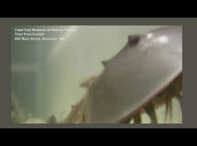 ECO Kids - Cape Cod Meet Horseshoe Crabs