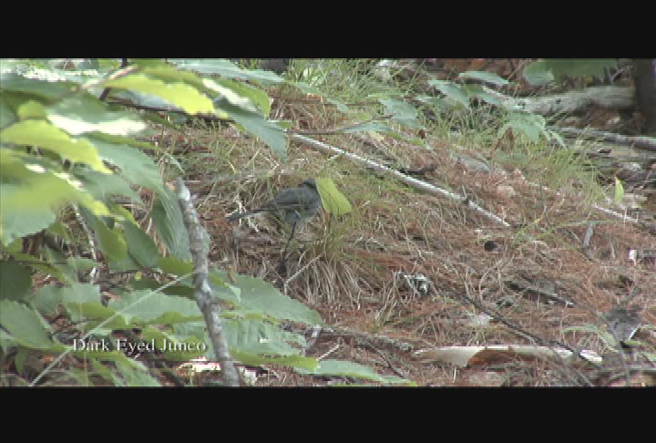 Granite State Outdoors Episode #1038