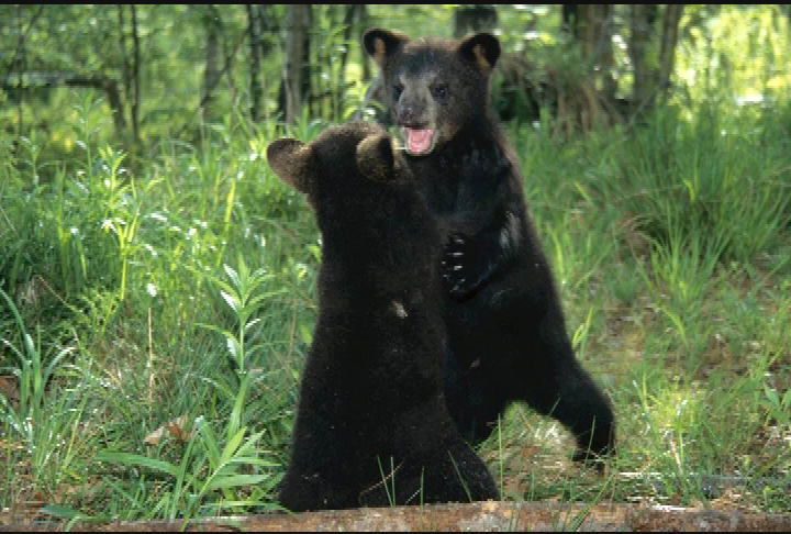 Nashua Public Library Program - Among the Bears