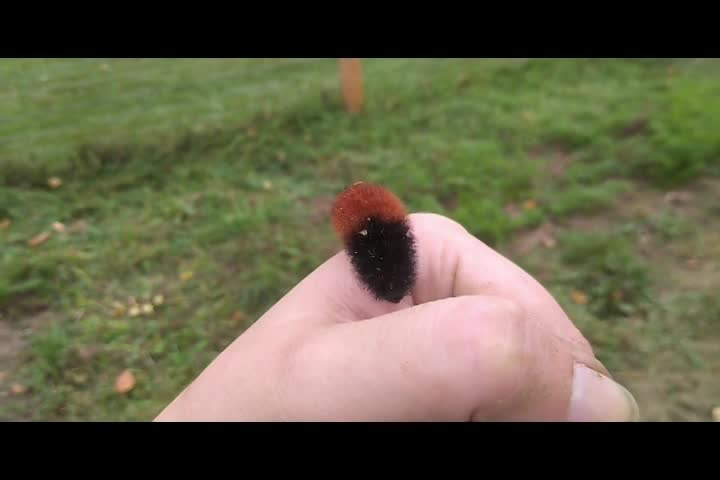 UV Land Trust - Field Notes Friday - Wooly Bears